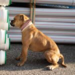 Logo du groupe Le Nosework Club pour les pros