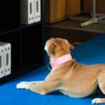 Logo du groupe Instructeur en Détection sportive & Nosework 2026